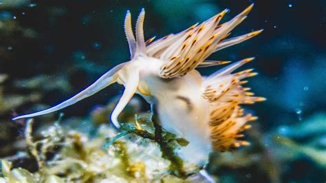  Diopatra! Une créature marine fascinante qui oscille entre l'immobilité et les prouesses de nage.