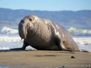 Éléphant de mer! Découvrez ce gastropode fascinant aux caractéristiques uniques qui brouillent les frontières entre la terre et l’océan.