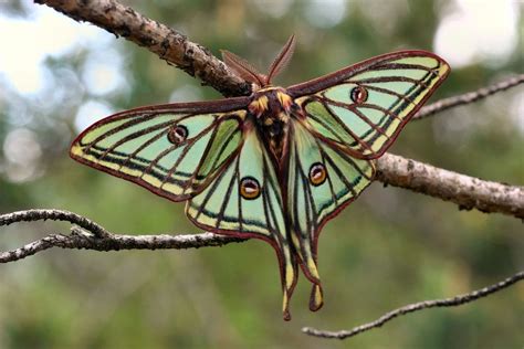  Éphémère: Un papillon éphémère qui vit une vie extraordinaire en un temps record !