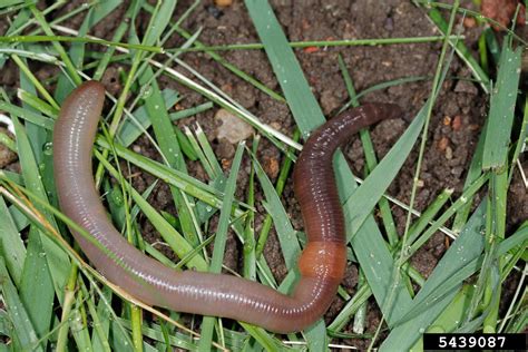  Flatworms: Can These Decomposers With Legs Help Your Garden Thrive?