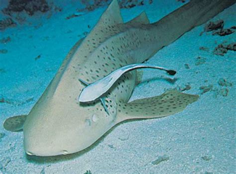  Remora : Un poisson sans dents qui se sert des requins comme taxi !