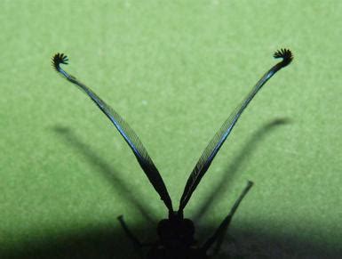  Rhysodes! Un Animal Fascinant aux Antennes Longues et au Corps Ségmenté