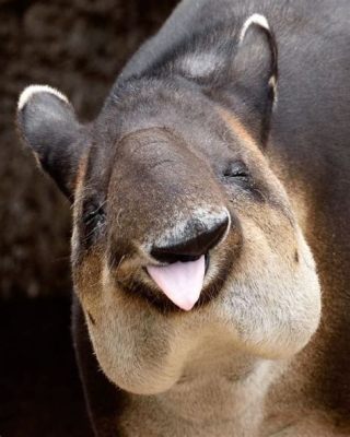  Tapir! Découvre cet animal fascinant avec un nez préhensile étonnant qui ressemble à celui d'un éléphant