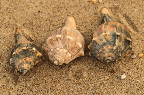  Whelk: Une créature marine fascinante aux capacités surprenantes d'adaptation !