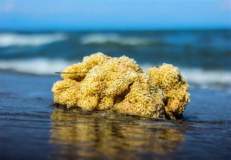  Yellow Sea Sponge! Une créature fascinante aux tentacules luminescents qui filtre l'eau