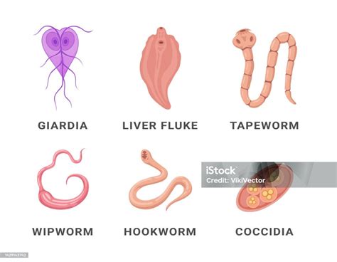  Clonorchis!  Un parasite redoutable qui se cache dans nos repas favoris?