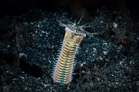  Eunice aphroditois: Découverte des vers marins préférant les eaux profondes aux soirées en boîte !