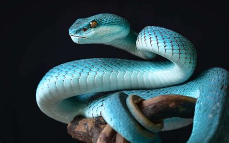  Filet de Serpent: Un Reptile au Charme Discret qui se Déplace avec une Grâc et Silencieuse