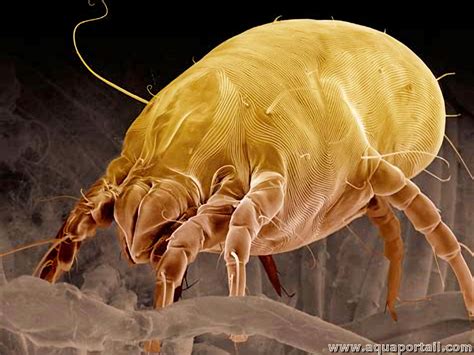  Flagellates: Ces Parasites Microscopic aux Modes de Vie Fascinants!