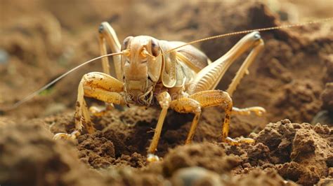  Gryllotalpa: Un chant incessant sous terre révélant un monde fascinant d'insectes fouisseurs!