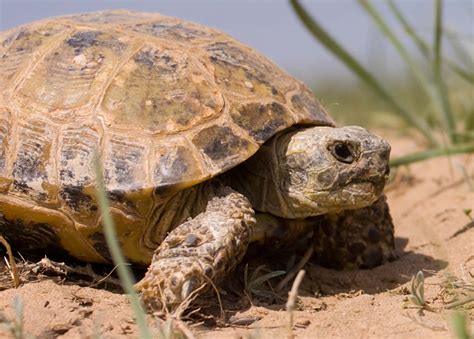   Horsfield's Tortoise: An Unexpectedly Charismatic Reptile With Ancient Origins!