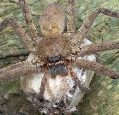  Isolepis: Un maître du camouflage dans l'univers fascinant des araignées!