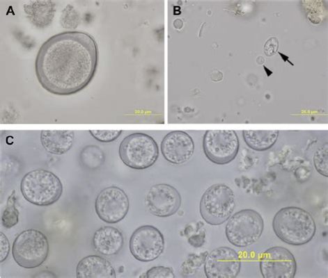  Isospora: Un parasite microscopique qui se balade dans les intestins de nos amis félins !