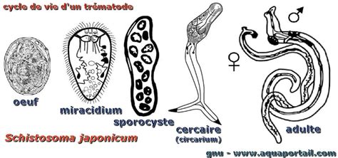  Le Trématode de la Fèvre: Un Parasite Clandestin aux Cycles de Vie Inattendus!