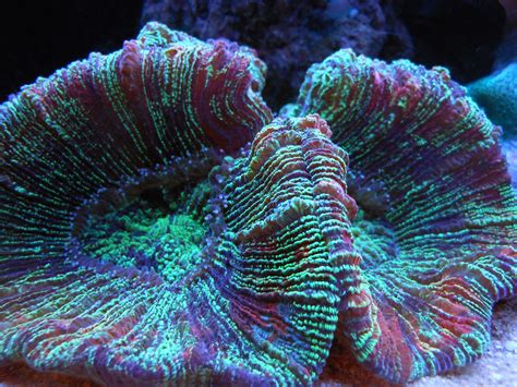  Lobophyllia:  Une merveille sous-marine aux tentacules brillants comme des joyaux précieux!