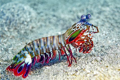  Mantis Shrimp: Discover a Crustacean Champion With Remarkably Powerful Claws!