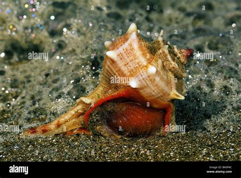  Murex: Une Escargot Marin aux Coquillages Spiralisés qui Possède des Dents Venimeuses pour Séduire sa Proie !