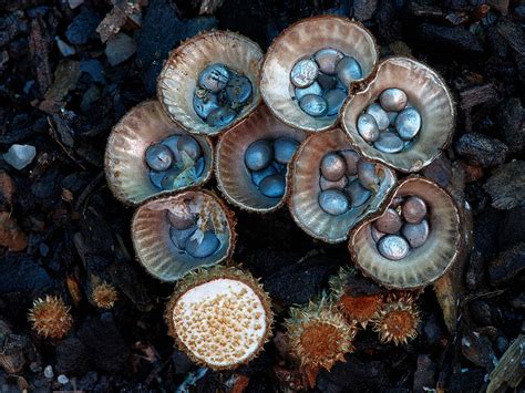  Néphrocystis! Découvre ce Champignon de Mer à l'Écosystème Unique et aux Propriétés Fascinantes