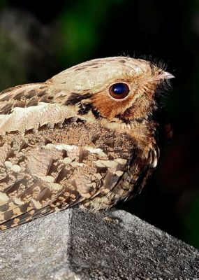  Nightjar: Un oiseau nocturne aux yeux perçants qui chasse les insectes avec une précision redoutable!