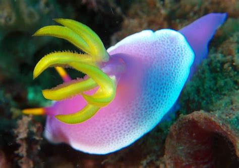  Nudibranch: Délicieuses proies déguisées en œuvres d'art sous-marines!