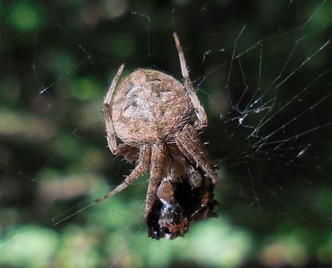  Orbweaver Spider: Discovering the Master Weaver Behind Intricate, Yet Ephemeral, Arachnid Architecture!