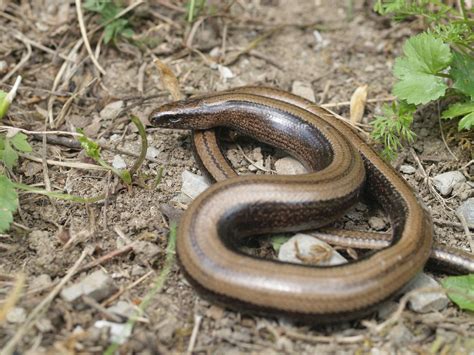  Orvet! Un Reptile Nocturne aux Yeux Perçants