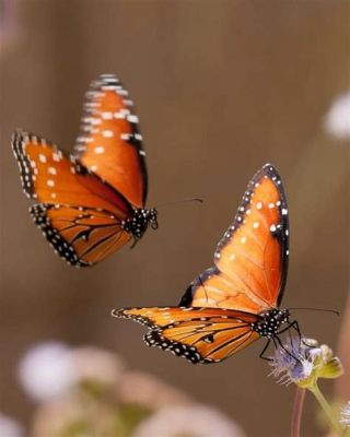  Papillon ! Les ailes chatoyantes de cet insecte révélatrices d'une métamorphose étonnante et d'un vol gracieux parmi les fleurs