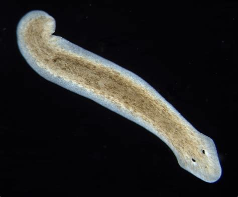  Planaria: Des créatures fascinantes aux capacités de régénération époustouflantes!