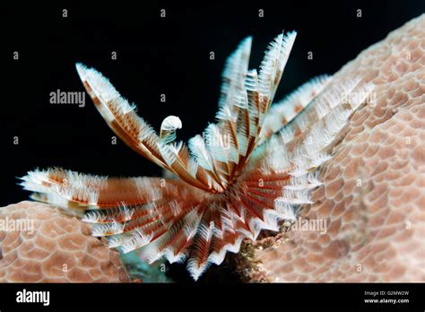  Queensland Carpet Coral: Décrivez un Céphalopode aux Tentacules Lumineux qui S'Épanouit dans les Profondeurs Sauvages du Pacifique!