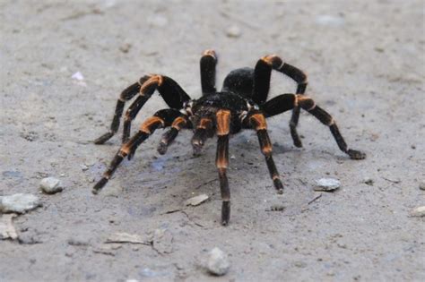  Recluse ! La Tarentule Ermite au Foyer et dans les Ombres