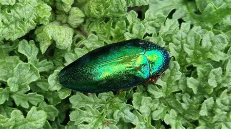  Scarabée : Un joyau iridescent aux ailes brillantes, véritable chef-d’œuvre de la nature en mouvement perpétuel!