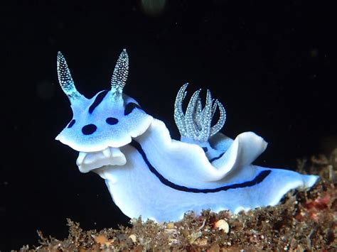  Limace de mer: Une créature étonnante qui glisse, se roule et brille sous les vagues!