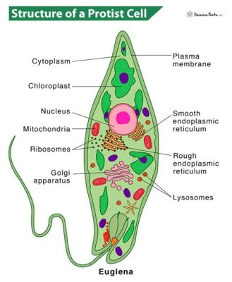 Thaptospora! Un protiste fascinant qui se nourrit de bactéries et construit des réseaux complexes!