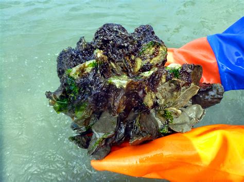  L'Huître: Un crustacé qui filtre sans relâche pour survivre dans les eaux marines turbulentes!