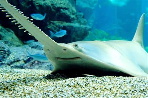  Le poisson-scie ! Un prédateur aux dents acérées qui brille par ses stratégies de chasse étonnantes