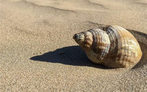  Urne: Un mollusque bivalve qui filtre l'eau tout en pratiquant une danse étrange!