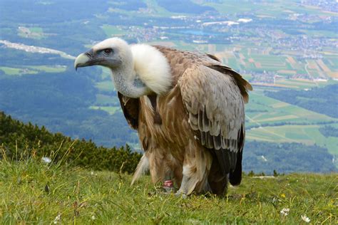  Vautour! Un Oiseau Maître de la Nécessité et du Vol Imposant