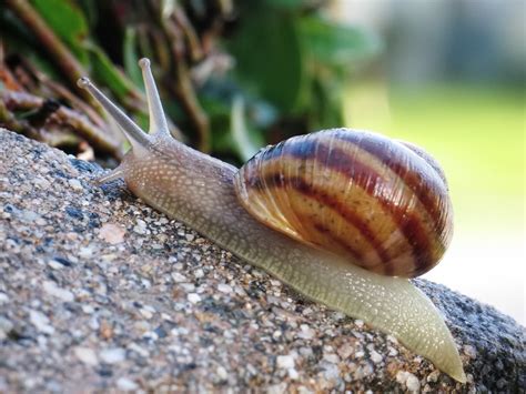  Volvatella! Une Escargot Marin Aux Yeux Petits Et Charmants Qui Se Déplace Grâce à Un Pied Musculaire