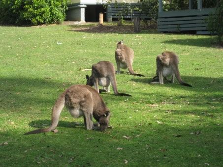  Wallaby : Un petit marsupial aux pattes puissantes qui saute avec grâce et affectionne les hautes herbes sèches!