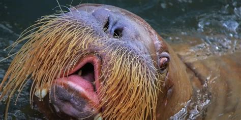  Walrus: Un Crustacé aux Moustaches Impressionnantes qui adore l’Adventure Sous-Marine!