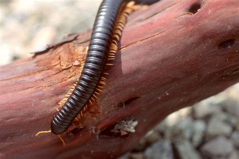  Quel Questoneur est-ce que ce Myriapode qui ressemble à une chenille géante avec beaucoup de pattes ?