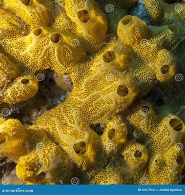  Wool Sponge: A Remarkable Underwater Architect Building Colorful Homes for a Diverse Aquatic Community!