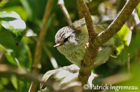  Xénique: Un Oiseau Qui Aime L’Eau et Se Fait Discret dans les Forêts Tropicales