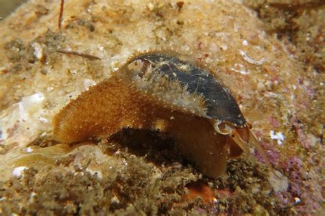  Xenophora : Quel mollusque étrange se cache derrière ce nom énigmatique ?