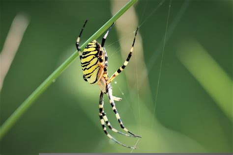  Yellow Garden Spider: Une toile dorée à la rencontre d’une araignée acrobate 