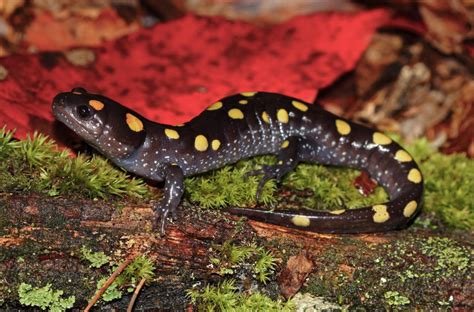  Yellow-Spotted Salamander: A Creature That Thrives Both on Land and Underwater!