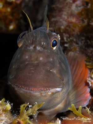  Zoogonus! Découvrez le parasitaire fascinant qui se cache dans les profondeurs des poissons